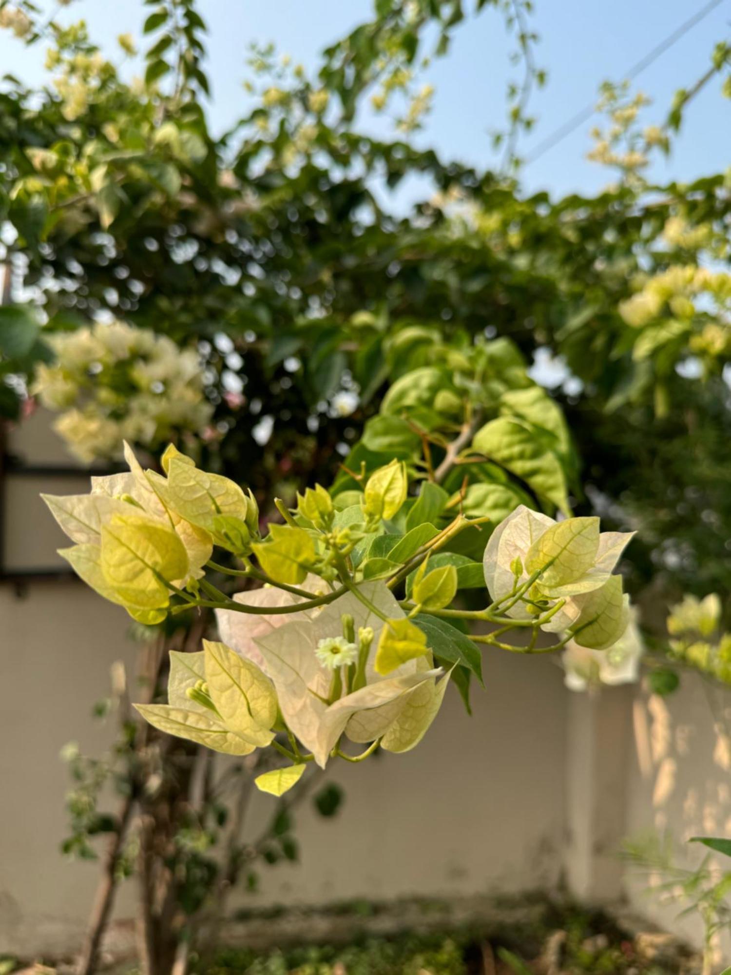 The Bougainvillea Cottage Farmstay Near Dehradun , 2 Bedroom Private Cottage Next To Fields And Orchards With Hill Views 外观 照片